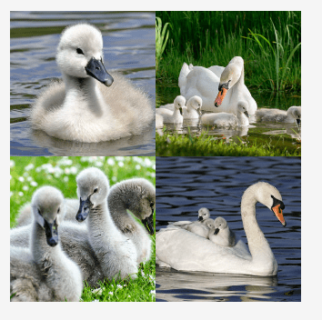 4 bilder 1 wort Level 2901