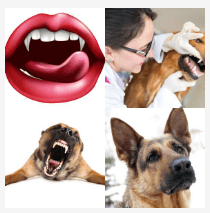 4 bilder 1 wort Level 1267