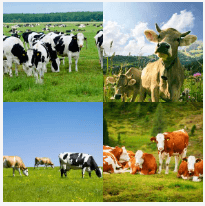 4 bilder 1 wort Level 1501