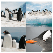 4 bilder 1 wort Level 2085