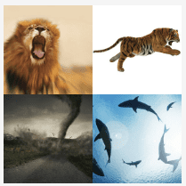 4 bilder 1 wort Level 2658