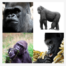 4 bilder 1 wort Level 2767