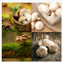 4 bilder 1 wort Level 2806