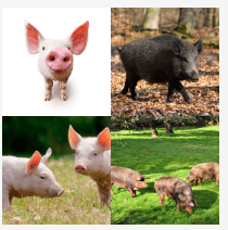 4 bilder 1 wort Level 3595
