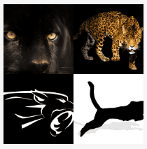 4 bilder 1 wort Level 3682