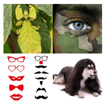 4 bilder 1 wort Level 430