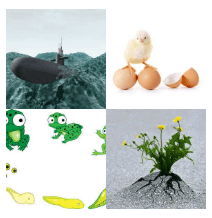 4 bilder 1 wort Level 789