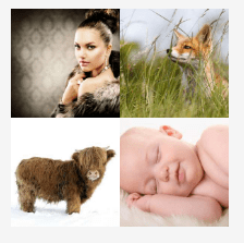4 bilder 1 wort Level 798